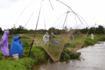 Mưa lớn, người dân đổ xô giăng lưới kiếm "lộc trời"