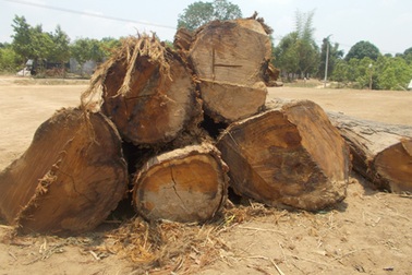 Thanh niên Bahnar phục bắt 2 xe gỗ của lâm tặc