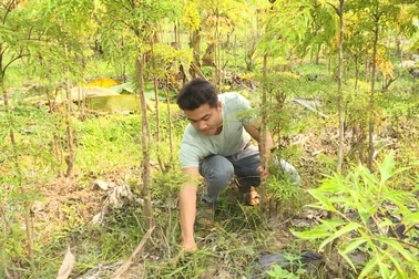 Phú Yên: Kiếm cả chục triệu đồng từ trồng cây đinh lăng lấy củ