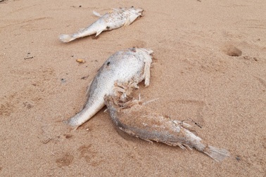 Vụ cá chết dọc bờ biển: Lấy mẫu quan trắc tìm nguyên nhân