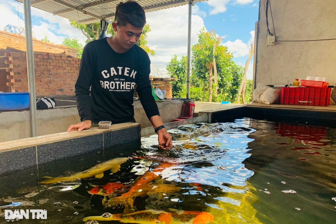 Thợ sửa xe bị bỏng xăng đổi đời nhờ nuôi cá Koi - 5