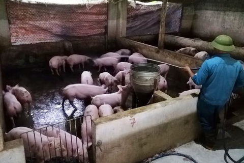 Nghệ An: Người chăn nuôi hoang mang khi xuất hiện thêm ổ dịch tả lợn châu Phi