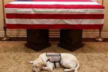 Chó nghiệp vụ túc trực bên linh cữu cựu Tổng thống Bush “cha”