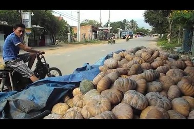 Dân mất Tết vì giá bí đỏ “rẻ mạt”, đành đổ cho trâu, bò ăn…!