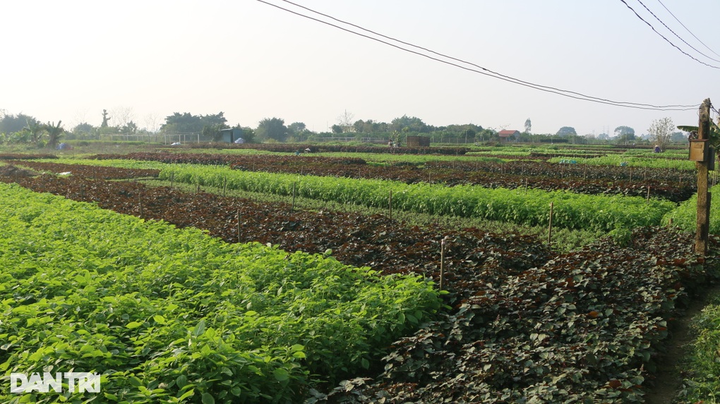 Nhân giống húng Láng quý hiếm, cả làng xây nhà lầu, sắm xế hộp - 3 Nhân giống húng Láng quý hiếm, cả làng xây nhà lầu, sắm xế hộp - 3