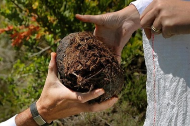 Loại rượu "siêu độc" làm từ ... phân voi, không phải ai cũng dám thử