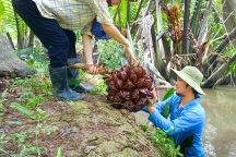 Dừa nước - đặc sản trứ danh Bến Tre do thiên nhiên ban tặng