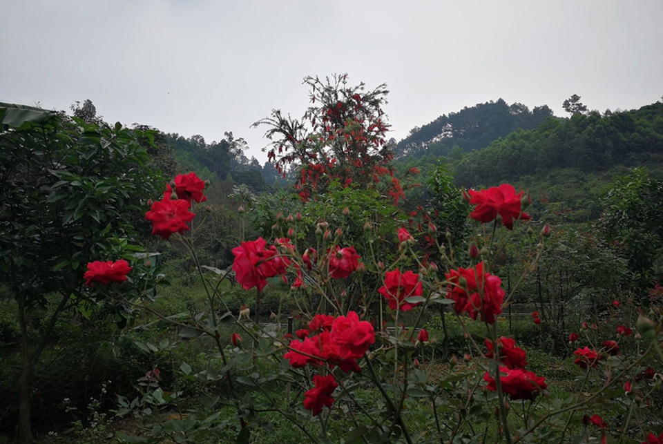 Chủ trại hồng tiếc nuối vì dịch corona ngăn khách đến ngắm mùa hoa đẹp nhất - 9 Chủ trại hồng tiếc nuối vì dịch corona ngăn khách đến ngắm mùa hoa đẹp nhất - 9