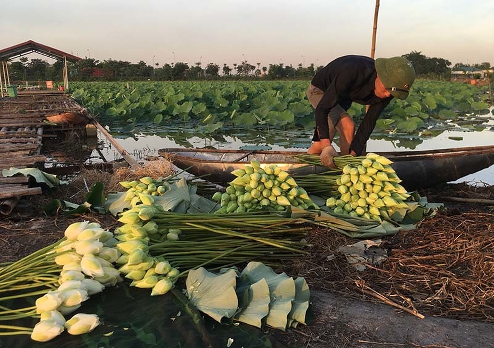Biến đồng hoang thành đầm sen khổng lồ, anh nông dân lập kỷ lục mùa hái triệu bông hoa - 4 Biến đồng hoang thành đầm sen khổng lồ, anh nông dân lập kỷ lục mùa hái triệu bông hoa - 4