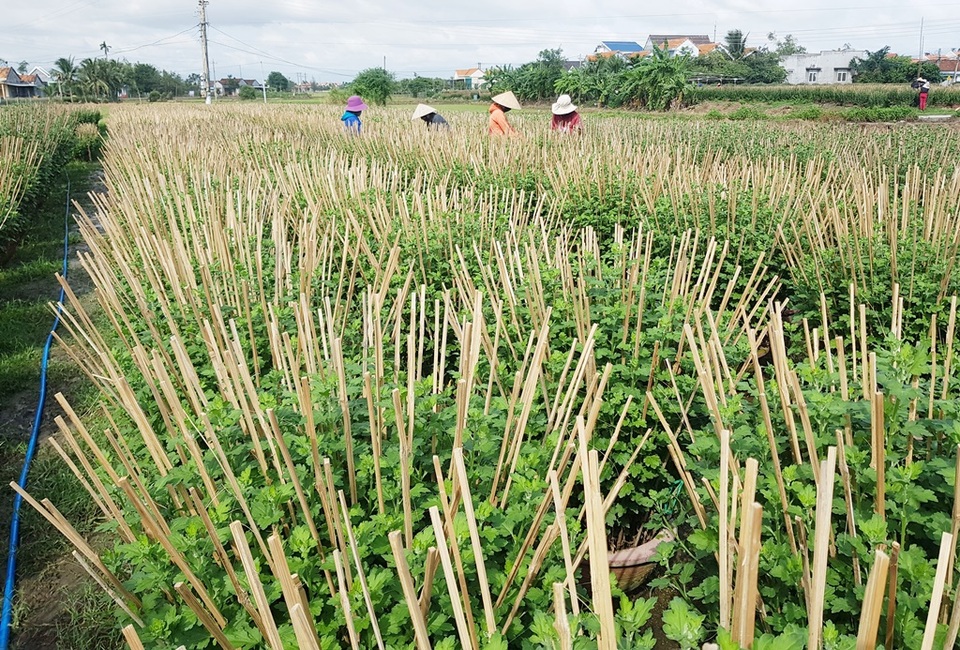 Khánh Hòa: Người trồng hoa cúc hối hả xuống vườn, phập phồng lo đầu ra - 2 Khánh Hòa: Người trồng hoa cúc hối hả xuống vườn, phập phồng lo đầu ra - 2