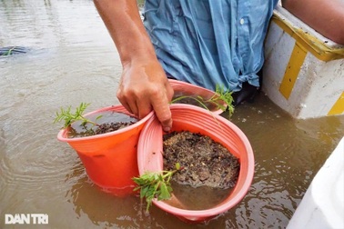 Nông dân vớt hoa trong nước lũ: "Năm nay mất Tết rồi!"