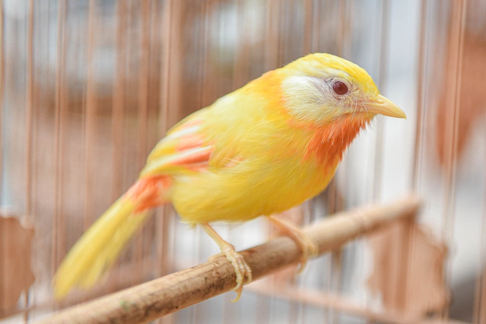 Tay cầm tiền tỷ, đại gia cũng không mua nổi chim ngũ sắc độc nhất Việt Nam - 4