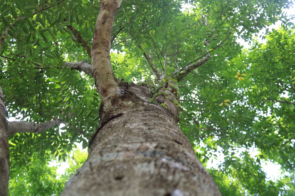 Hà Tĩnh: Về “thủ phủ” cây gió trầm xem lấy trầm hương - 2