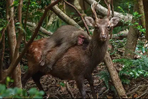 Nhiếp ảnh gia bắt được khoảnh khắc khỉ cưỡi hươu đi dạo