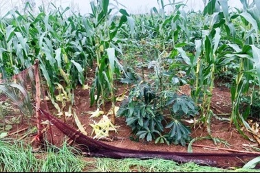 Đau đầu đối phó đàn khỉ vàng "đổ quân", phá tan hoang hoa màu