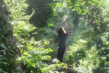 Tỉnh “chỉ đạo quyết liệt”, lâm tặc vẫn rầm rộ phá rừng