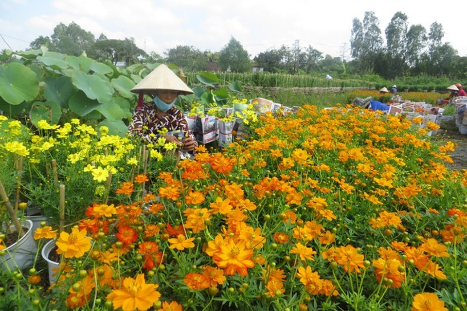 Mai vàng, hoa Tết nhộn nhịp xuống phố - 16 Mai vàng, hoa Tết nhộn nhịp xuống phố - 16