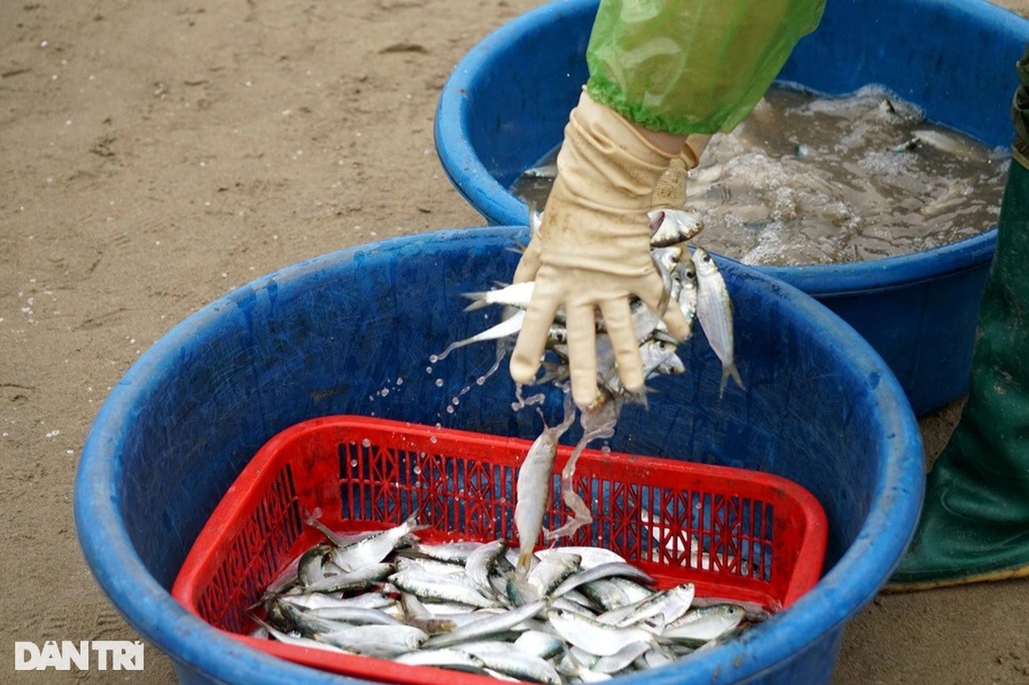Mỏi tay gỡ cá trích, ngư dân ven biển kiếm tiền triệu mỗi ngày - 7 Mỏi tay gỡ cá trích, ngư dân ven biển kiếm tiền triệu mỗi ngày - 7