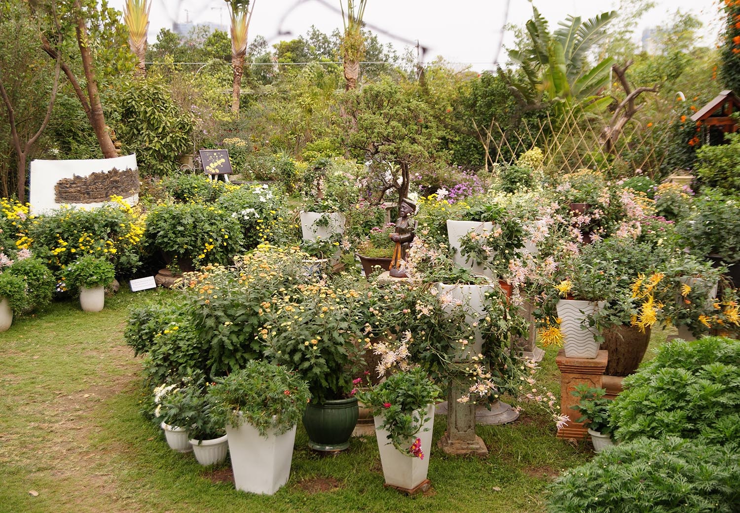 Mãn nhãn với vườn cúc cổ, đẹp mê hồn giữa lòng Hà Nội - 9