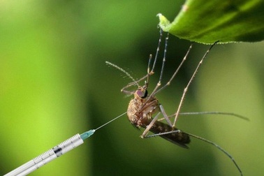 Có thể "làm mù" muỗi để chúng không còn hút máu người?