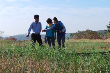 Xử lý nước thải bệnh viện bằng cây lau sậy