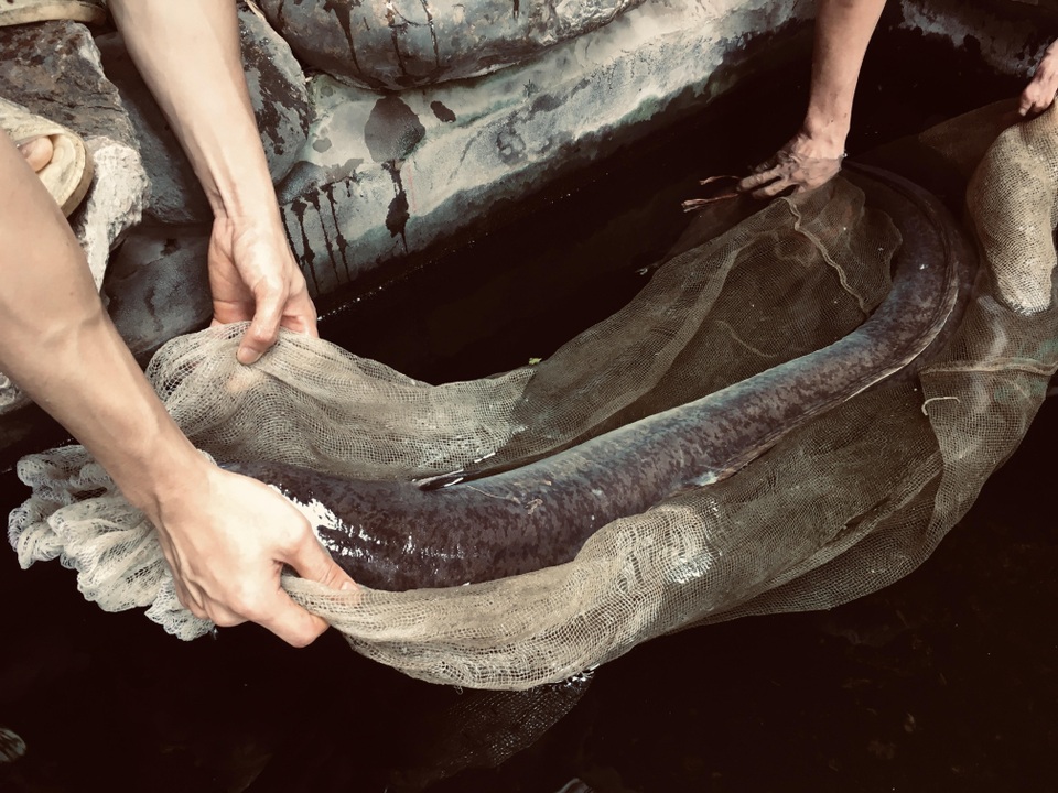 Chi hàng chục triệu đồng đưa cá lệch “khủng” nặng 15kg từ Nghệ An ra Hà Nội - 2 Chi hàng chục triệu đồng đưa cá lệch “khủng” nặng 15kg từ Nghệ An ra Hà Nội - 2