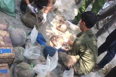 Bắt giữ vụ vận chuyển số lượng lớn động vật hoang dã