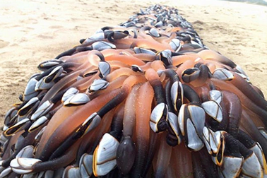 Choáng với cái giá "trên trời" của những loài sinh vật biển đắt nhất thế giới