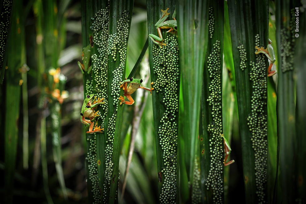 Những hình ảnh thiên nhiên hoang dã ấn tượng nhất năm 2024 - 13