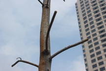 Hà Nội: Xót xa nhìn hàng “cọc khô” trên đường Nguyễn Chí Thanh