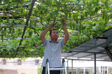 "Vườn nho bê tông" trĩu quả giữa Sài Gòn cho thu nhập hàng trăm triệu đồng/năm