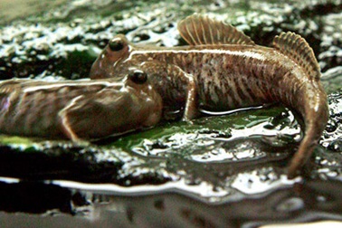 Xuyên rừng săn cá leo cây