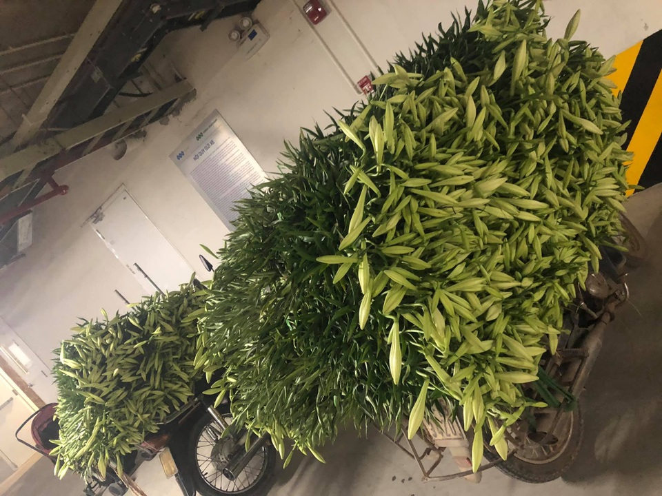 200 đồng/bông hồng, rẻ chưa từng có, mỗi ngày bán cả vạn bông - 1 200 đồng/bông hồng, rẻ chưa từng có, mỗi ngày bán cả vạn bông - 1