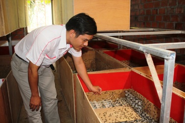 Chàng trưởng phòng bỏ lương khủng về…nuôi dế