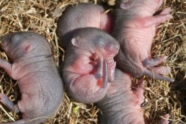 Chuột con được sinh ra từ tế bào da của chuột mẹ