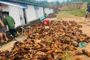 Chập điện giữa nắng nóng, 10.000 con gà lăn ra chết