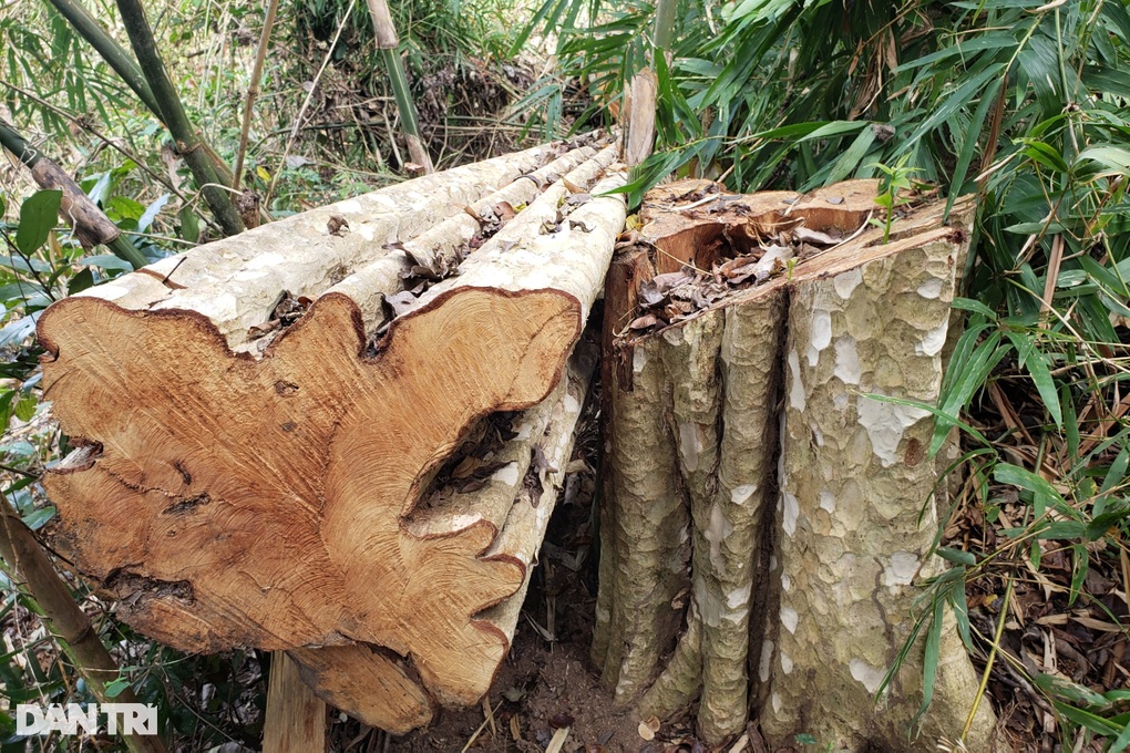 Cánh rừng ở Gia Lai bị xẻ thịt trong nhiều tháng - 4 Cánh rừng ở Gia Lai bị xẻ thịt trong nhiều tháng - 4