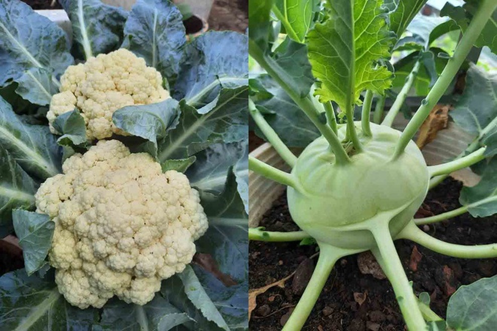 Khu vườn trên cao xanh tốt, vui tuổi già của những người phụ nữ Việt U70 - 3 Khu vườn trên cao xanh tốt, vui tuổi già của những người phụ nữ Việt U70 - 3