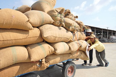 Mua tạm trữ gạo: Chìa không vừa ổ khoá