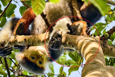 “Nữ hoàng linh trưởng” ở Sơn Trà bị dính bẫy thú