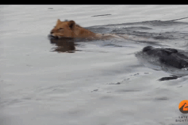 Khoảnh khắc sư tử suýt trở thành mồi cho cá sâu