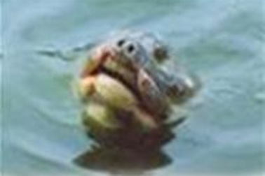 Rùa Hồ Gươm liên tiếp nổi