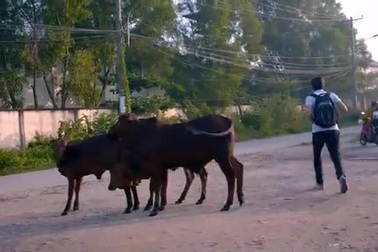 Tết con khỉ - Tết không nước mắt