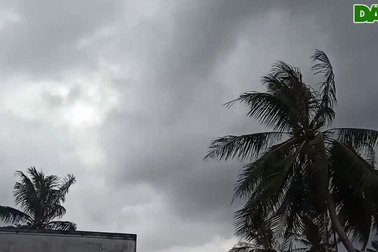 "Mưa vàng" xuất hiện ở Sóc Trăng, Bạc Liêu