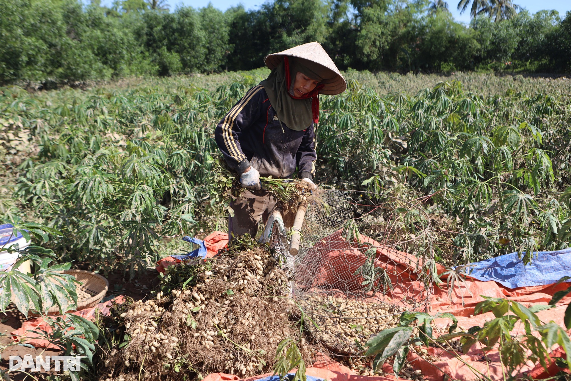 Nông dân bóp bùn, mò vét hoa màu ngập trong lũ dị thường - 6 Nông dân bóp bùn, mò vét hoa màu ngập trong lũ dị thường - 6