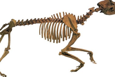 Chó tiền sử to bằng gấu xám Bắc Mỹ săn mồi bằng cách nào?