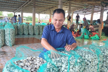 Lao đao vì hàng chục tấn ngao giá “rẻ như bèo”, bán không ai mua