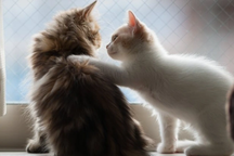 Khám phá mới: Mèo có khả năng "nghe lén" giống con người