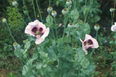 Hàng loạt hộ dân tái trồng cây thuốc phiện