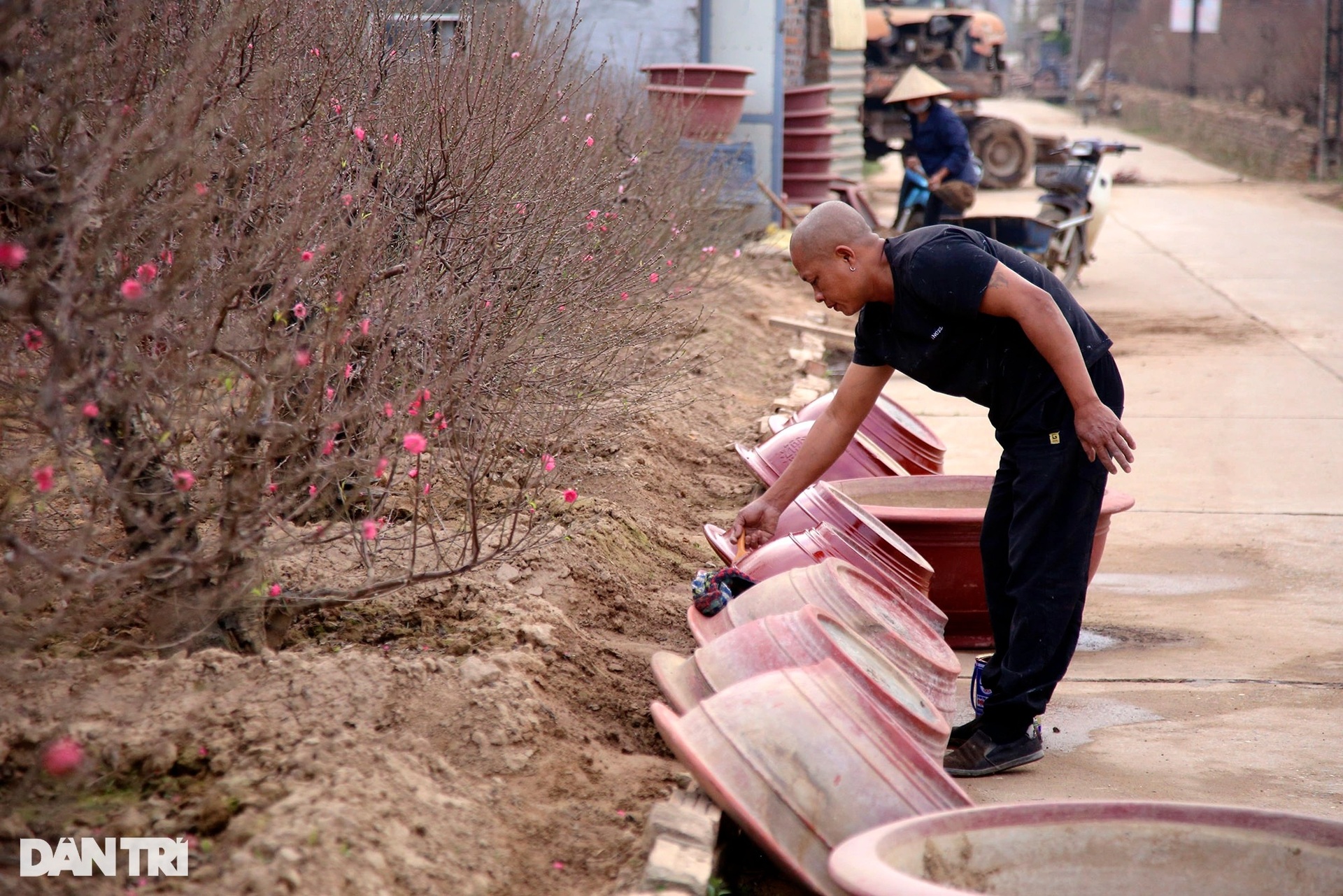 Nhật Tân rực sắc hoa đào đón Tết Nhâm Dần - 11